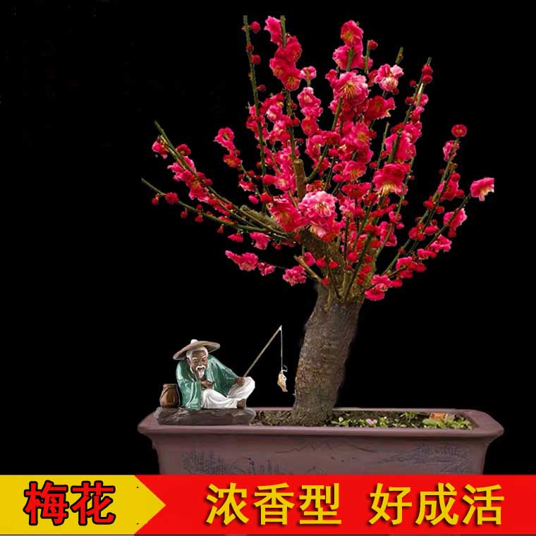 红梅花树苗盆栽冬季春季阳台庭院