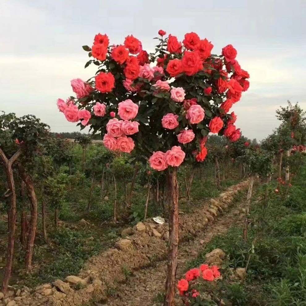 嫁接树桩月季花苗高杆树状月季大