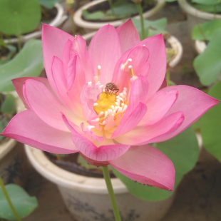 青莲姑娘中型碗莲莲藕种根苗荷花苗盆栽水养莲花池塘观赏四季种藕