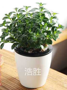 家居室内盆栽 金鱼吊兰植物 串金鱼绿色植物盆栽花卉自动吸水盆花