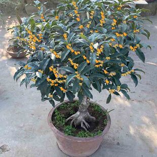 嫁接桂花树苗盆栽浓香型花卉植物丹桂金桂庭院室内带