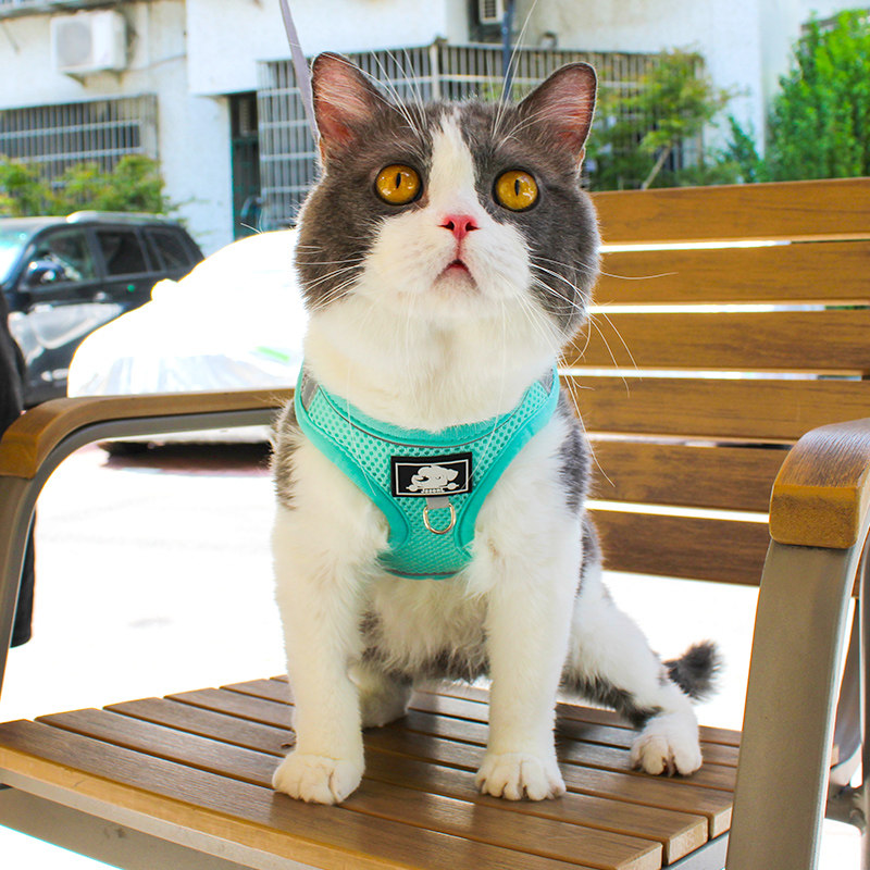 宠物猫咪牵引绳小奶猫外出绳轻巧方便防挣脱遛猫小兔子透气牵引绳