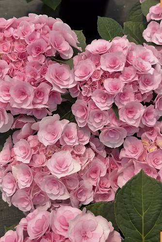 新品艾拉玫瑰花型新老枝重瓣绣球花苗盆栽花阳台室内庭院花卉耐寒