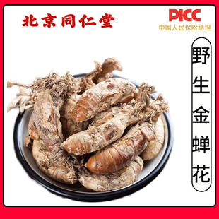 同仁堂野生金蝉花中药材500g新货精选大虫草知了花知了蝉花孢子粉