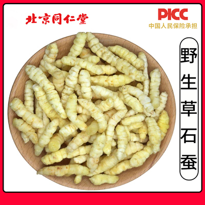 同仁堂草石蚕虫草参中药材500g冬虫草地蚕冬虫草白虫草泽兰根地参