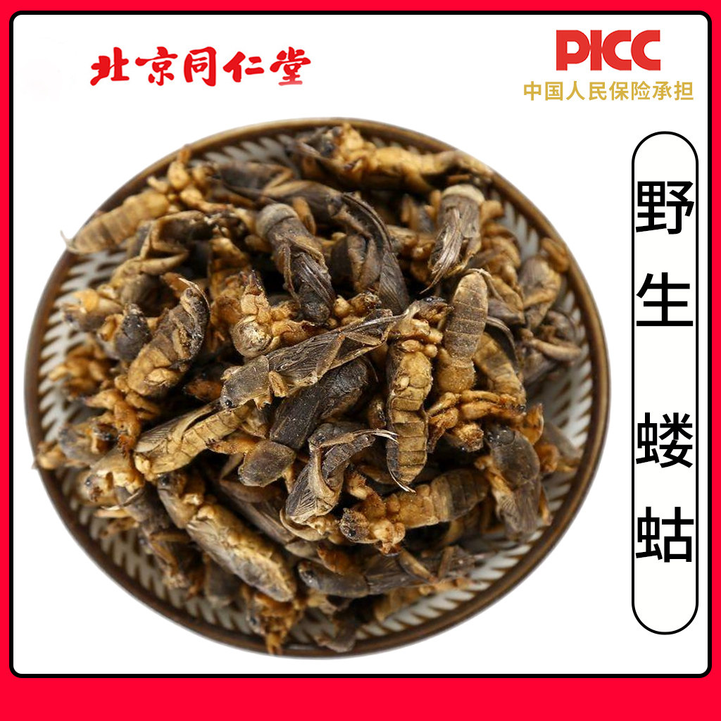 同仁堂正品蝼蛄干中药材500g野生拉拉蛄地拉蛄天蝼土狗蝼蛄蝼蛄粉
