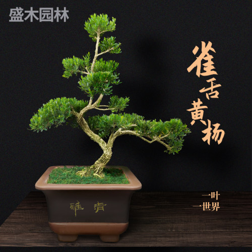 精品雀舌黄杨基地直销
