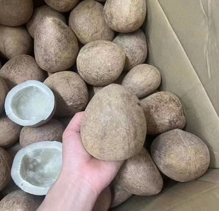 印度椰子皇椰王海椰王干椰皇炖汤甜品海底椰椰肉干椰子鸡汤料