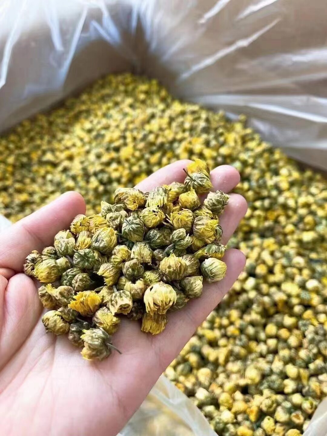 胎菊花胎菊王250g散装桐乡正宗杭白菊花新货贡菊