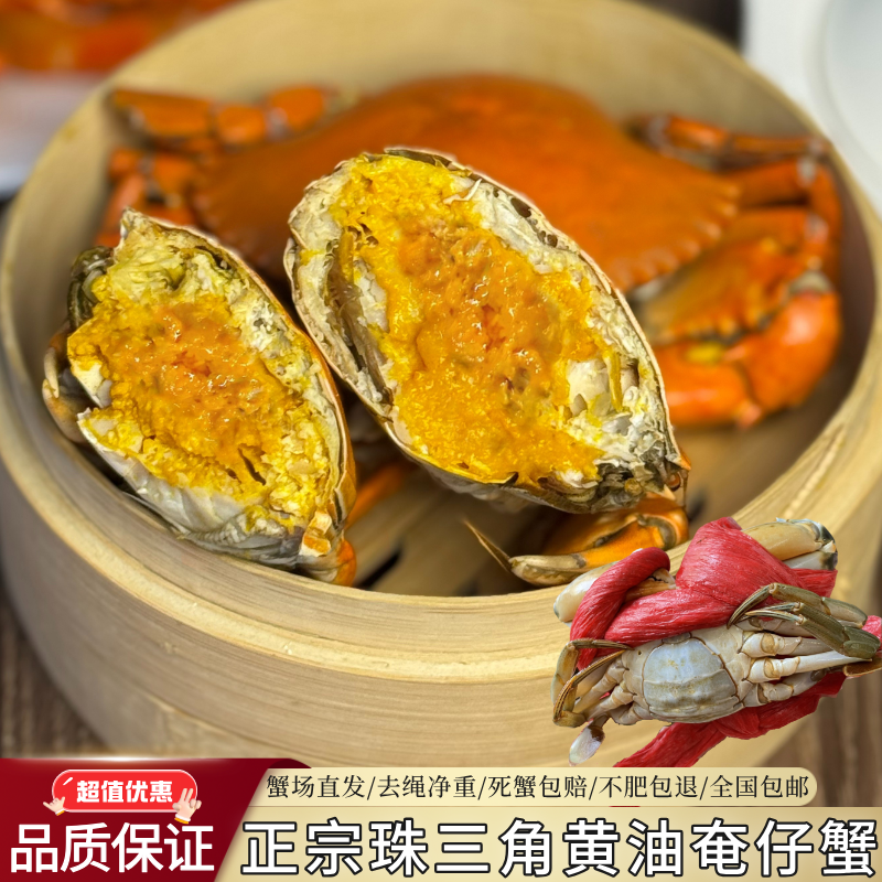 珠三角鲜活黄油蟹奄仔蟹流沙软黄膏处女蟹特大母蟹平民版全母膏蟹