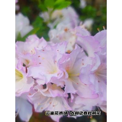 东洋鹃大河之春久留米花卉仙美粉色大和之春杜鹃盆栽耐寒耐热品种