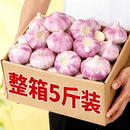 新鲜多瓣农家新蒜头大蒜头 金乡紫皮大蒜干大蒜5斤装 2025山东