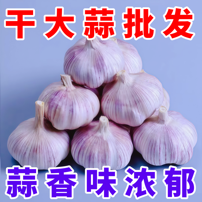 首单直降大蒜头杰慕斯紫皮大蒜头