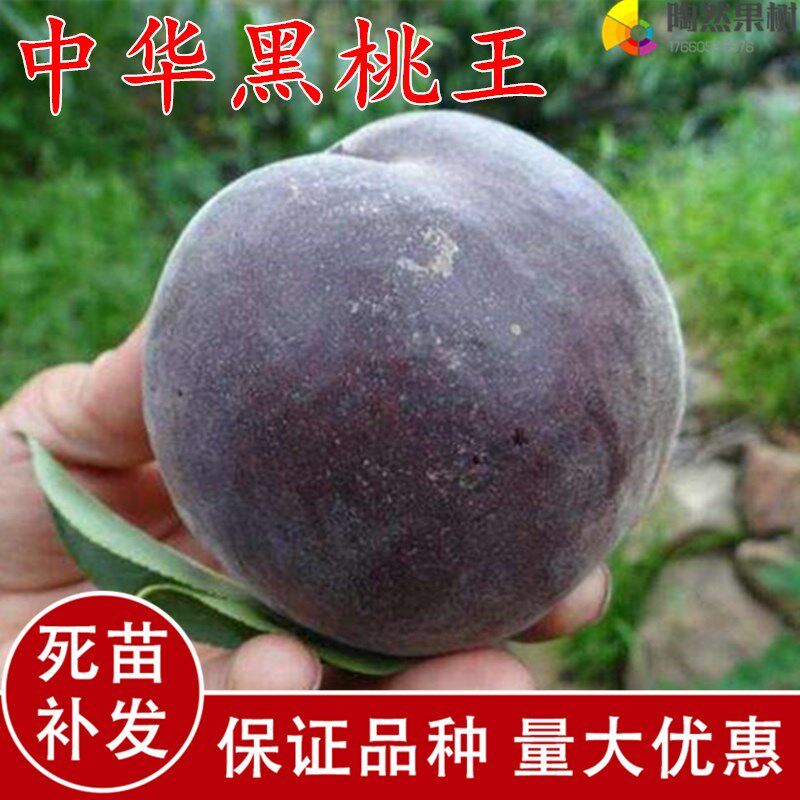 嫁接桃树新品种中华黑桃王桃树苗黑桃皇后树苗南北方种植当年结果