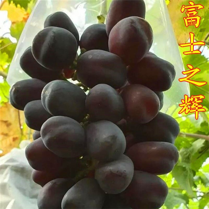山东富士之辉葡萄苗粒大肉甜南北方种植爬藤室内盆栽裸根果树苗