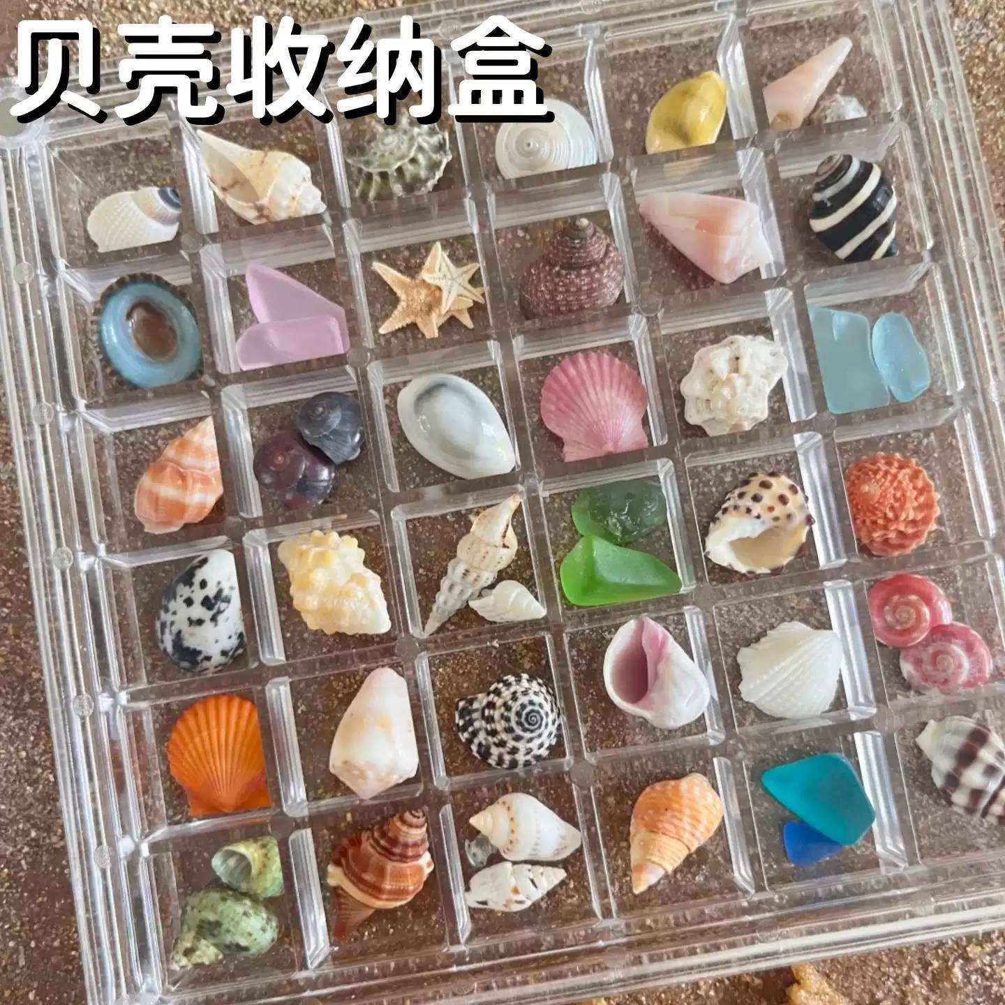 压克力装贝壳收纳盒大号赶海边