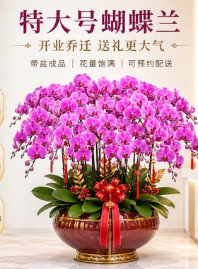蝴蝶兰盆栽带花开业乔迁送礼