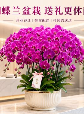 蝴蝶兰盆栽开业乔迁同城上门