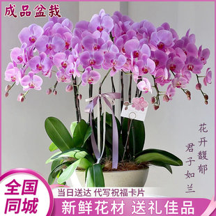 广州全国年宵花蝴蝶兰盆栽带真鲜花速递同城开业乔迁北京配送花店