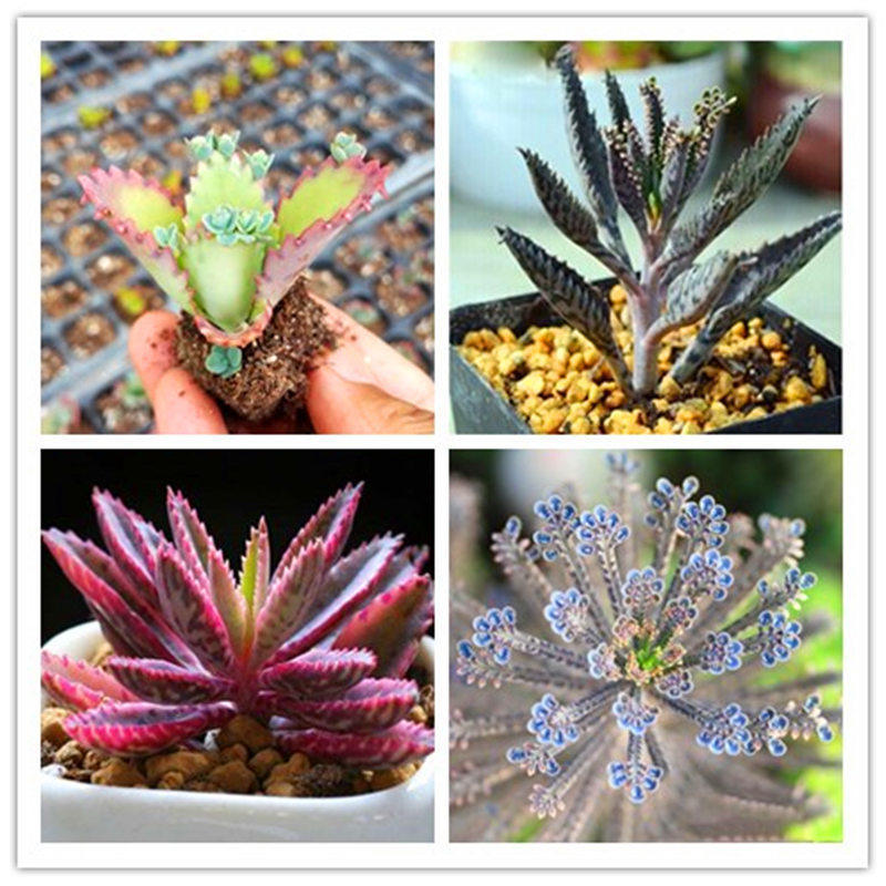 套餐稀有种绿植桌面室内外落地生根多肉植物蝴蝶落叶可爱新手含盆