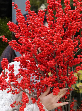 北美冬青红果进口鲜花真花春节喜庆年宵水培水养盆栽切枝云南直发