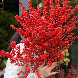 北美冬青红果进口鲜花真花春节喜庆年宵水培水养盆栽切枝云南直发