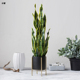 朵馨仿真仿生植物金边虎皮兰盆栽绿植客厅室内玄关落地装 饰摆饰