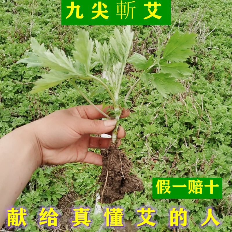九尖斬艾苗药用艾叶苗新鲜食用艾草根四季地栽盆栽庭院种驱蚊洗澡