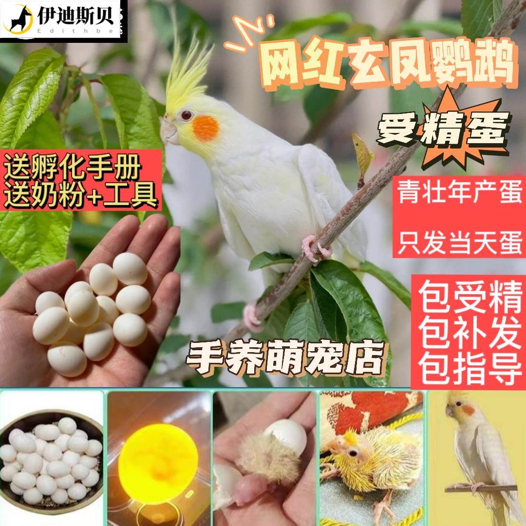 鹦鹉蛋受精可孵化手养玄凤鹦鹉蛋种蛋鸟蛋黄化珍珠可人工孵化当天