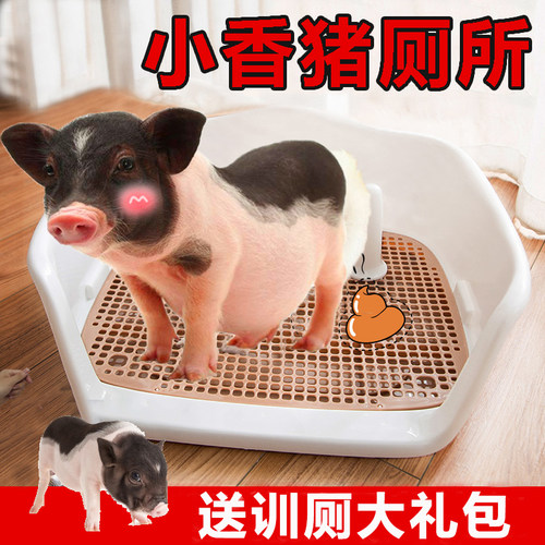 小香猪厕所宠物专用拉屎尿盆定点