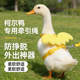 柯尔鸭牵引绳宠物小鸭子小鸡专用 衣服 绳子可爱遛鸡鸭绳子外出
