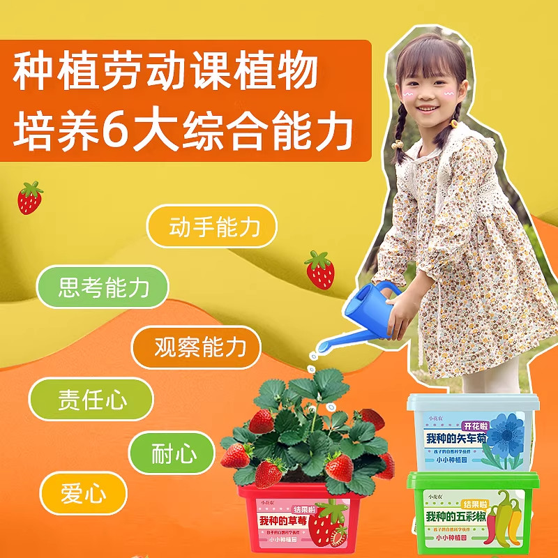 儿童种植小盆栽学生植物生长观察盒幼儿园草莓玉米向日葵迷你农场