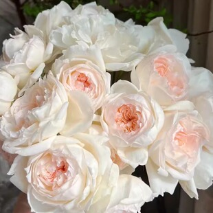 波莱罗月季 二加仑