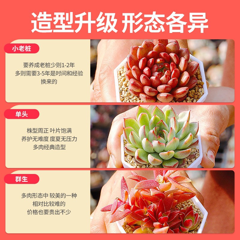 BF大八角多肉植物带盆栽