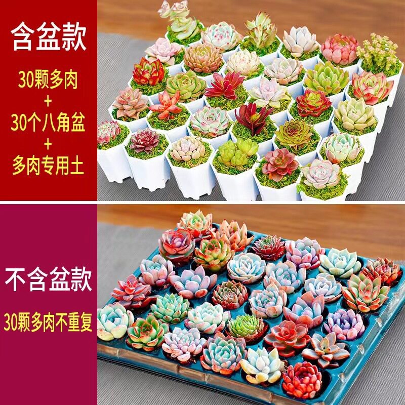 多肉植物diy组合盆栽生