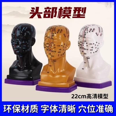 扎针高清头部穴位模型刻字头模