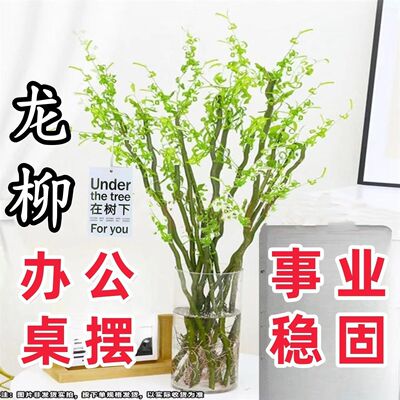 鲜切枝水培植物室内绿植龙柳