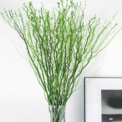 水培龙柳客厅卧室净化空气植物