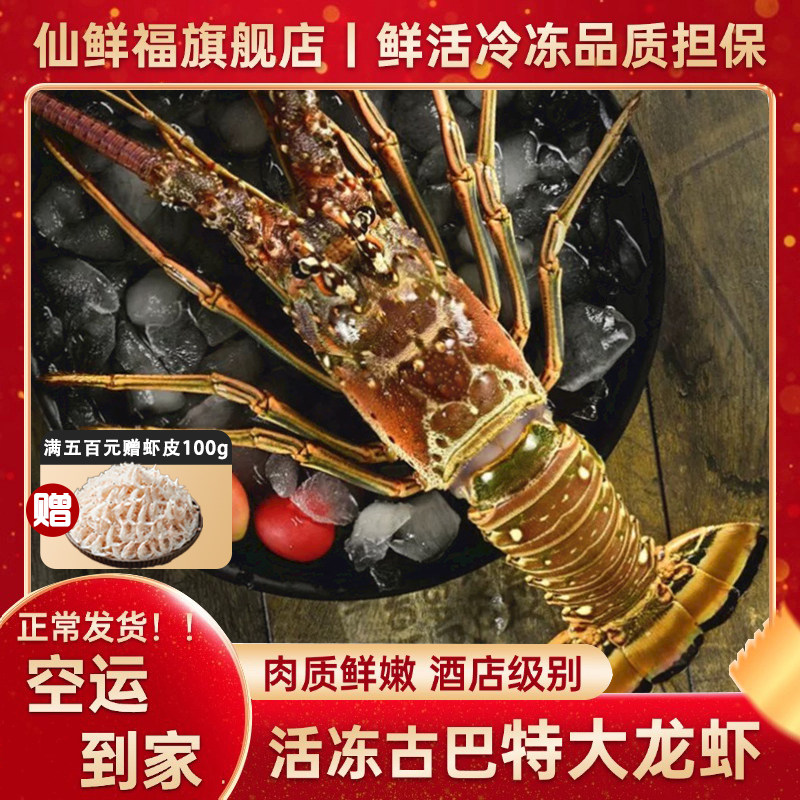 【古巴特大龙虾2斤起/只】鲜活冷冻花龙虾青龙活冻水产海鲜小蜜蜂