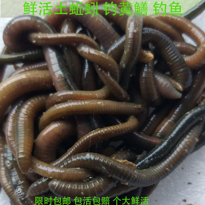 活体钓鱼饵料活体蚯蚓360