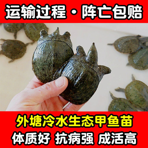 甲鱼活苗淡水甲鱼苗养殖外塘中华鳖苗水鱼王八团鱼鲜活小甲鱼苗子