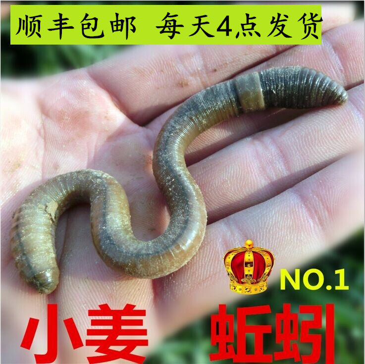 鲜活特大号黑蚯蚓大臭蚯蚓青蚯蚓活饵/谷麦饵等饵料