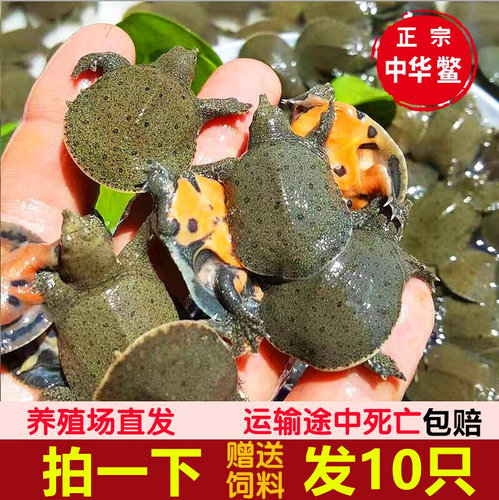 10只16元甲鱼苗外塘中华王八小甲鱼苗水鱼苗团鱼苗龙鱼活饲料包活