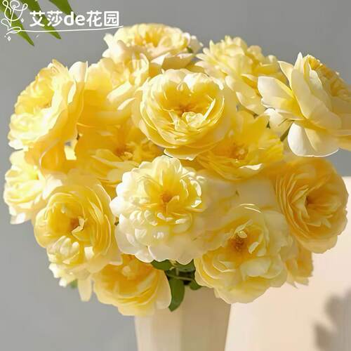 诗人之妻月季花苗灌木金黄色