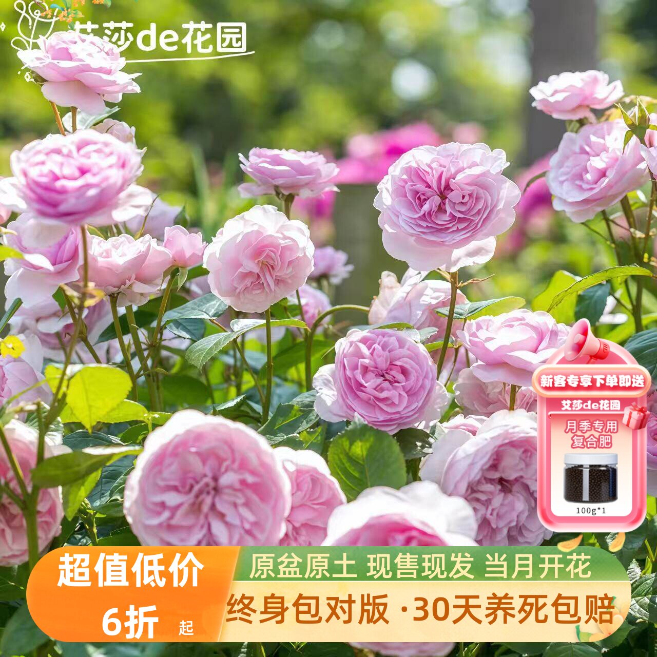 艾莎的花园奥利维亚月季花灌木勤花带盆栽好阳台庭院花型优雅抗病