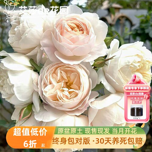 黛丝德蒙娜灌木月季花