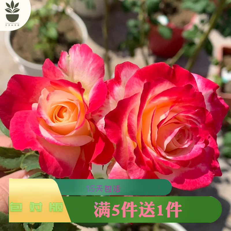 艾莎的花园红双喜月季花苗特大花浓香多季开花阳台盆栽户外庭院地,鲜花速递/花卉仿真/绿植园艺,月季/蔷薇/玫瑰,淘宝优惠券,粉丝福利购,淘宝优惠卷