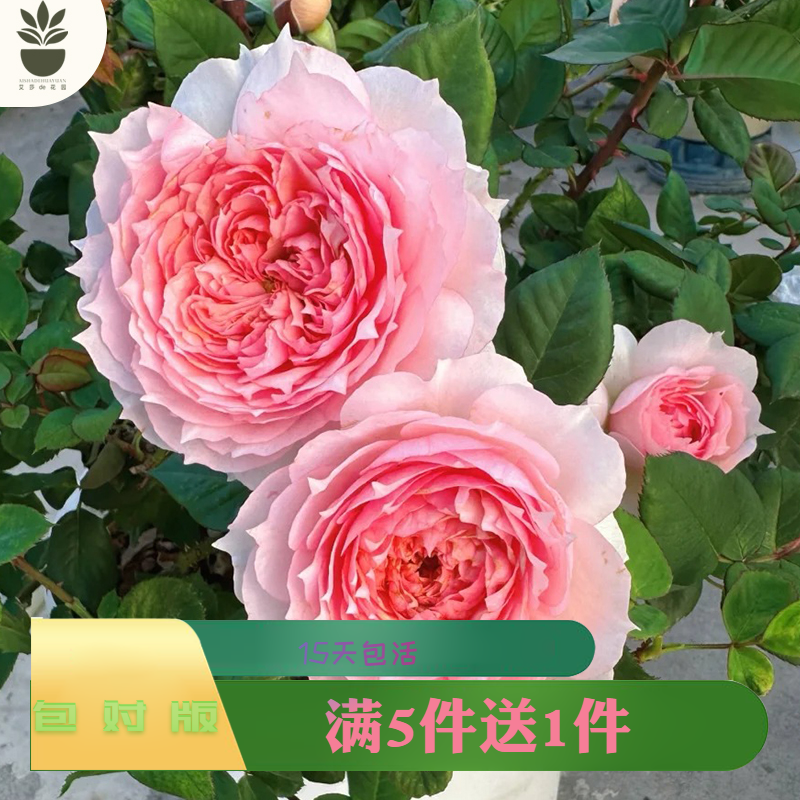 莫妮卡戴维月季花苗多季
