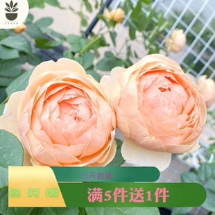 艾莎的花园无名的裘德朱迪月季花开带盆栽好爬藤灌木月季浓香大花