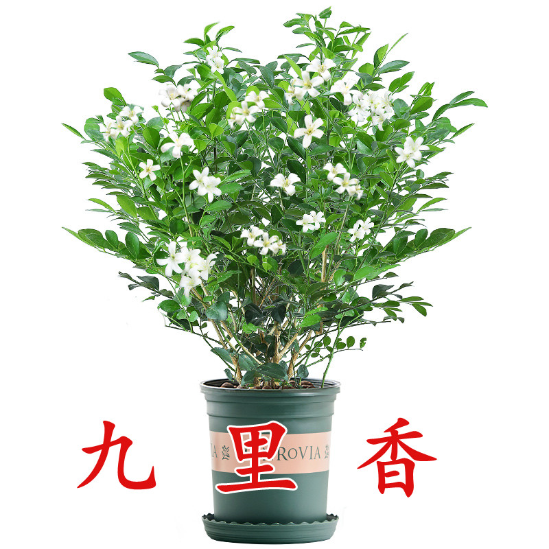九里香盆栽盆景老桩浓香四季植物七里香树苗室内好养花卉易养绿植